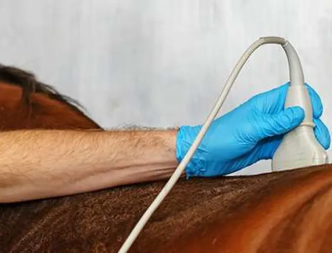 Diagnostic Imaging on Horse Diagnostic Imaging on Horse