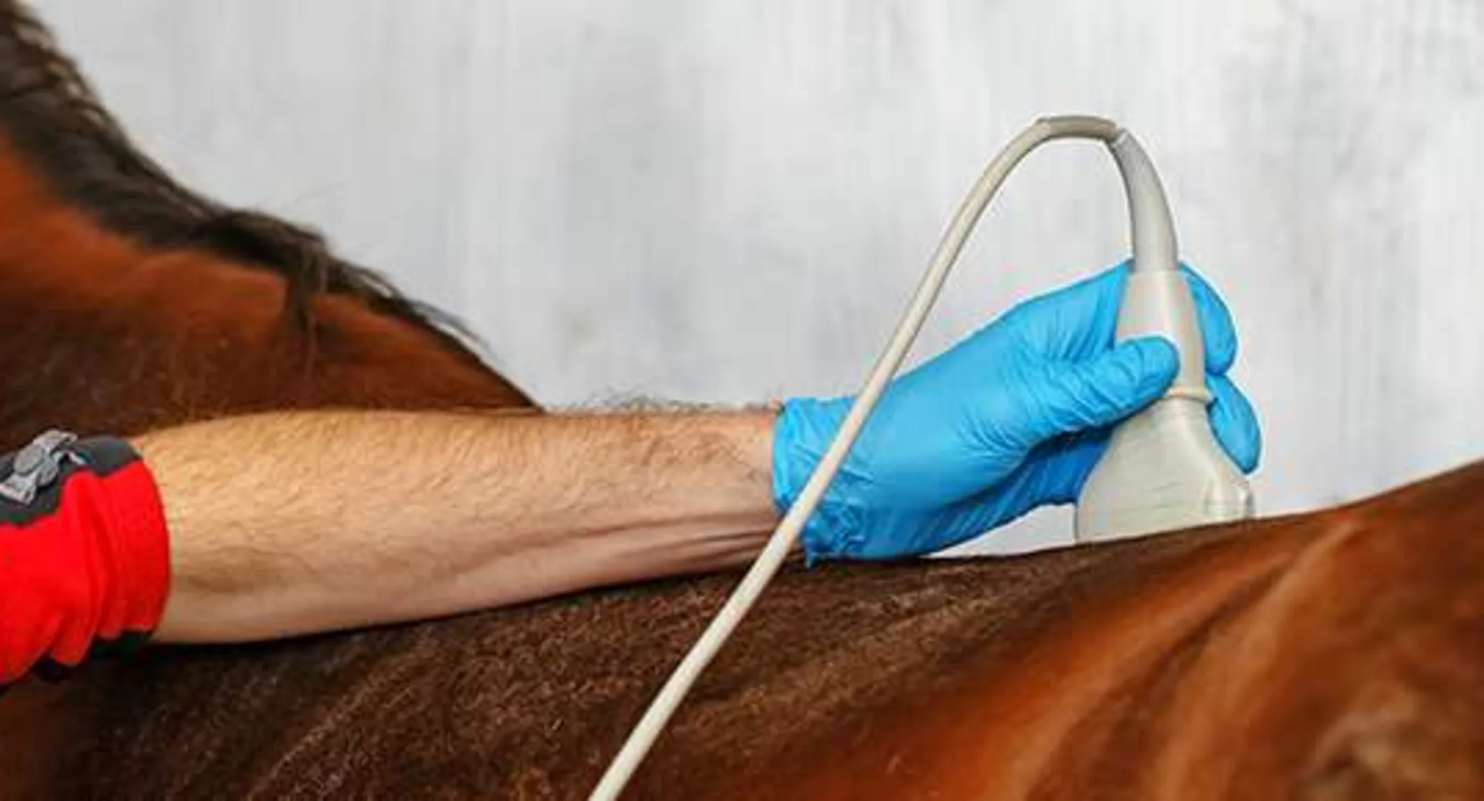 Diagnostic Imaging on Horse Diagnostic Imaging on Horse