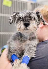 Small dog being held.