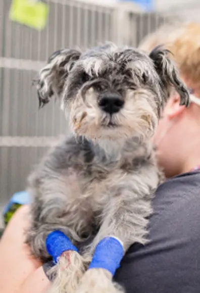 Small dog being held. Small dog being held.