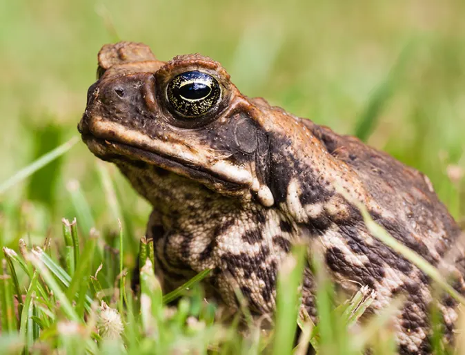 Exotic Cane Toad