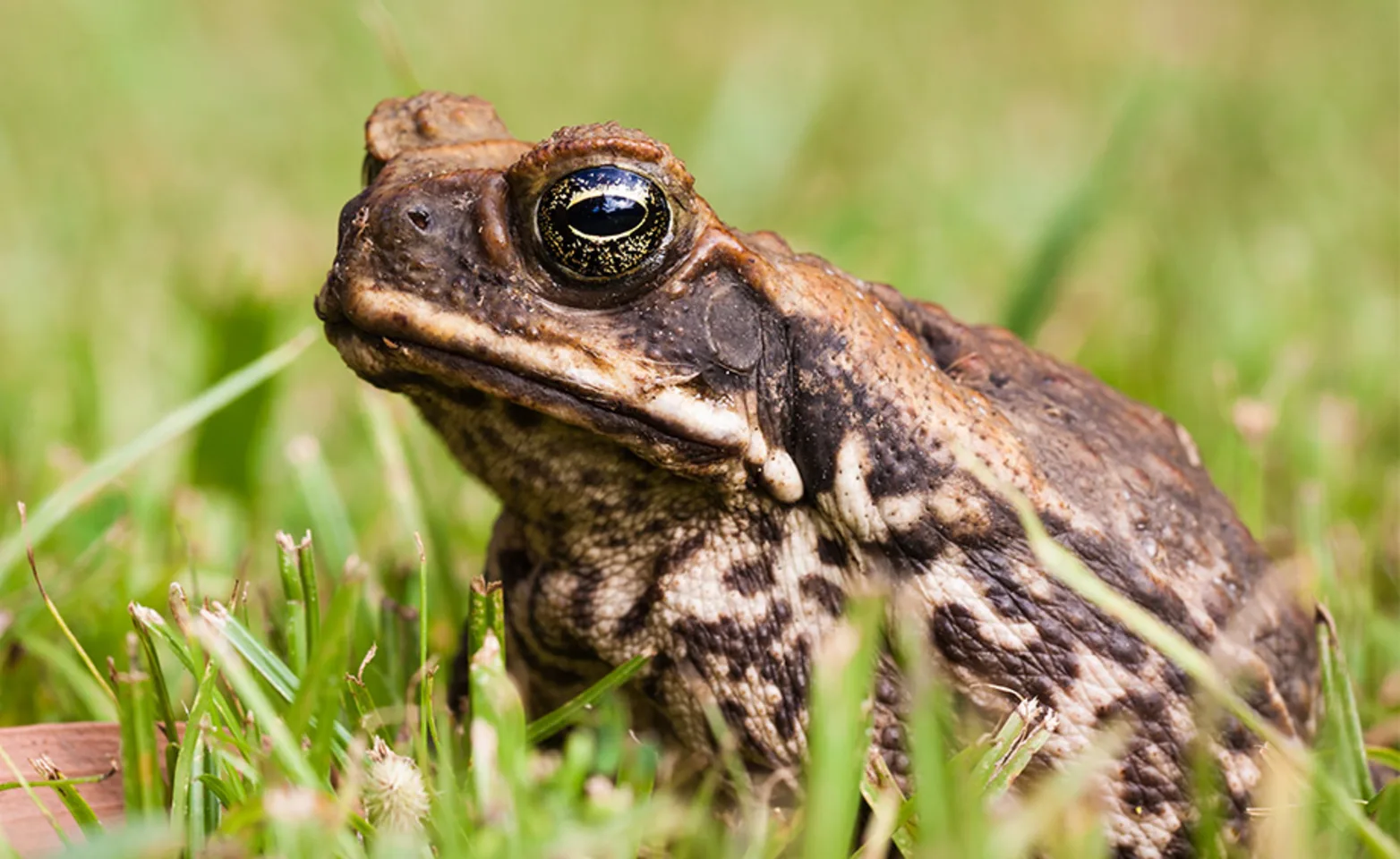 Exotic Cane Toad Exotic Cane Toad