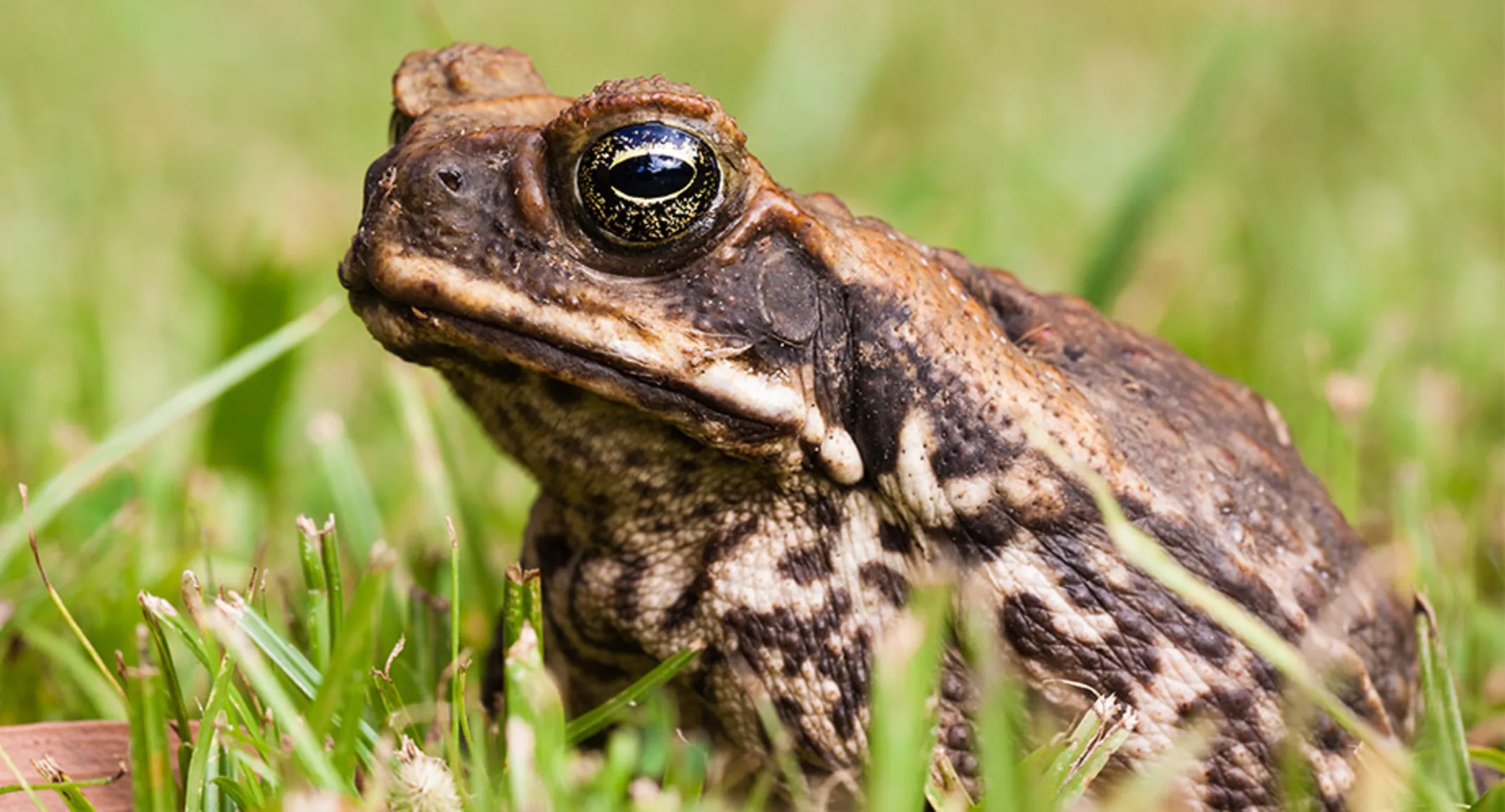 Exotic Cane Toad