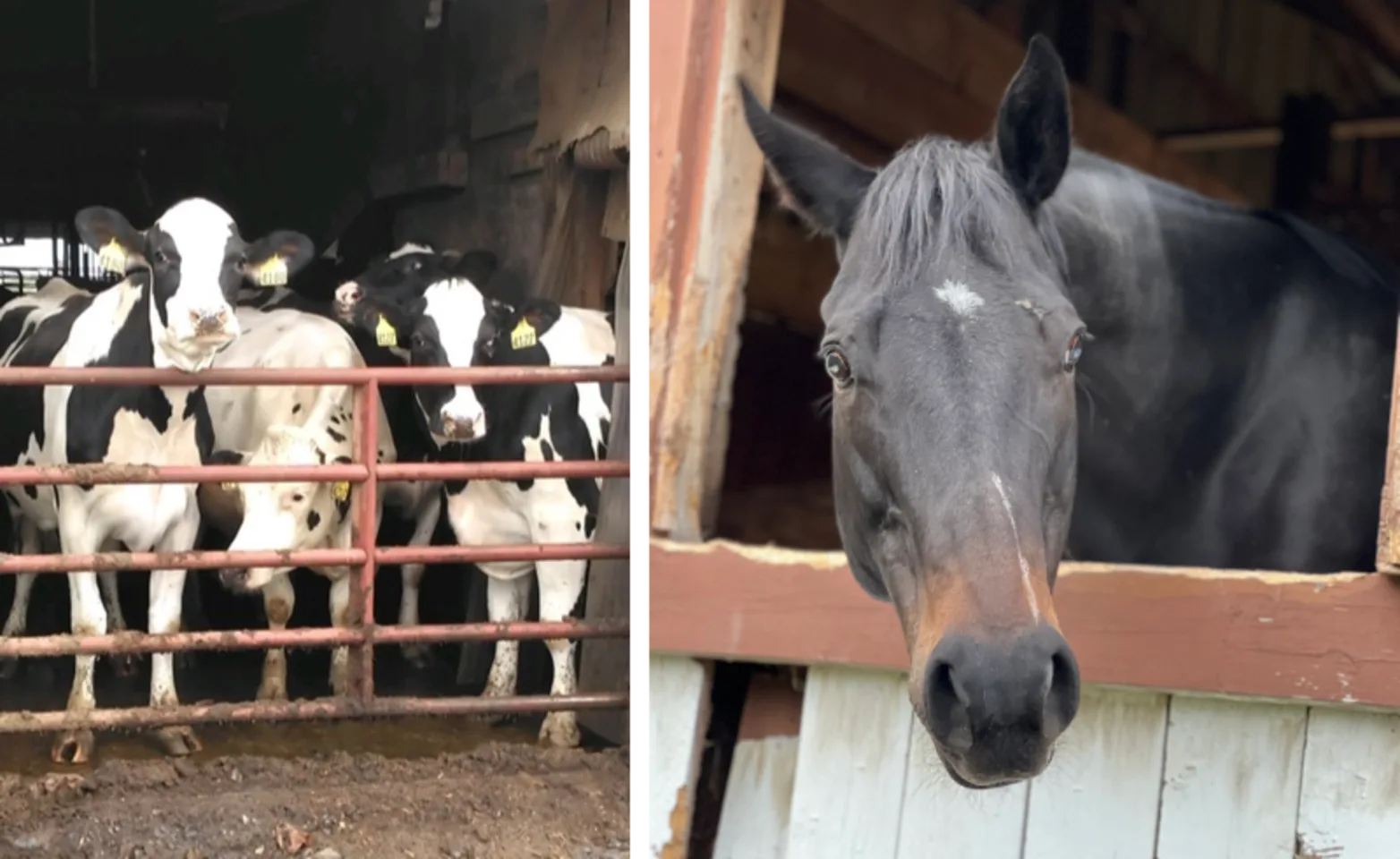 Cows & Horse Cows & Horse
