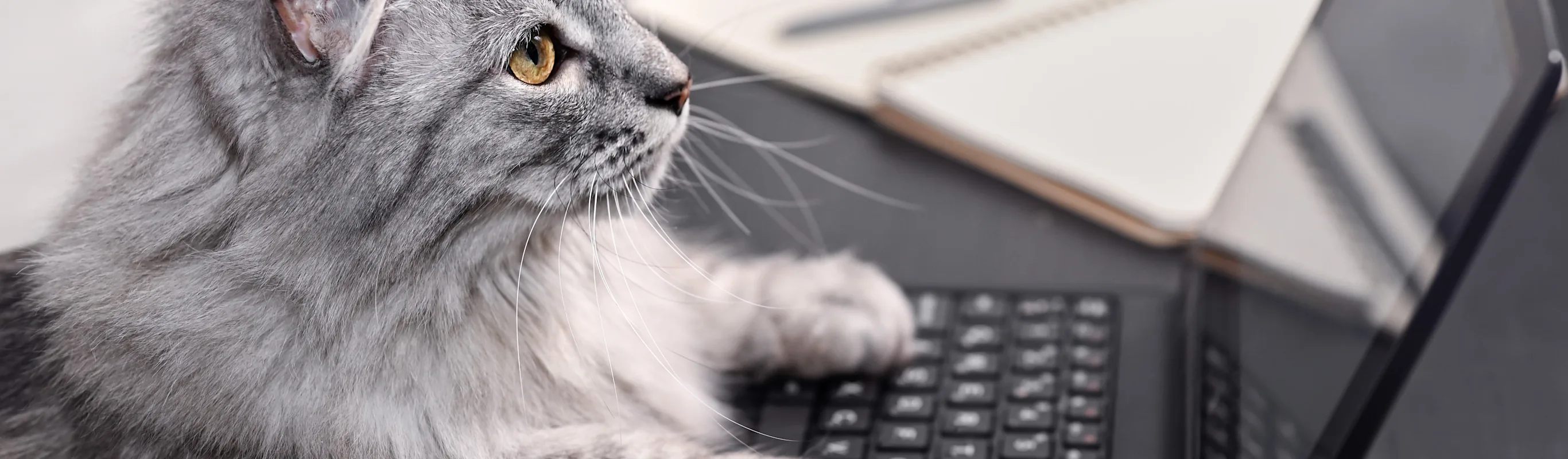 A grey cat using a laptop A grey cat using a laptop