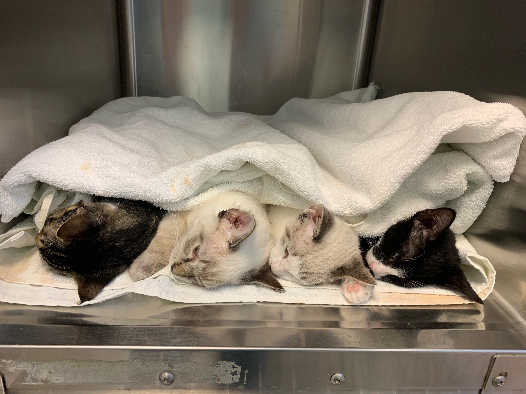 Four kittens laying in a blanket