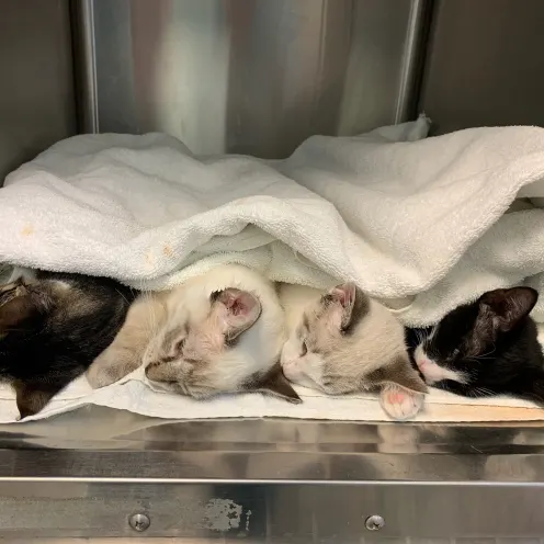 Four kittens laying in a blanket