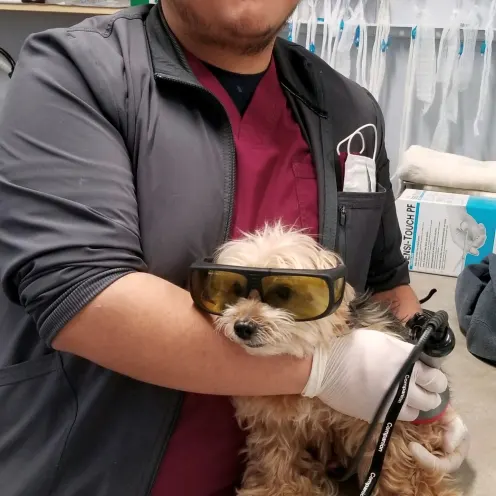 Glen Ellyn staff member holding a dog that is wearing sunglasses on table