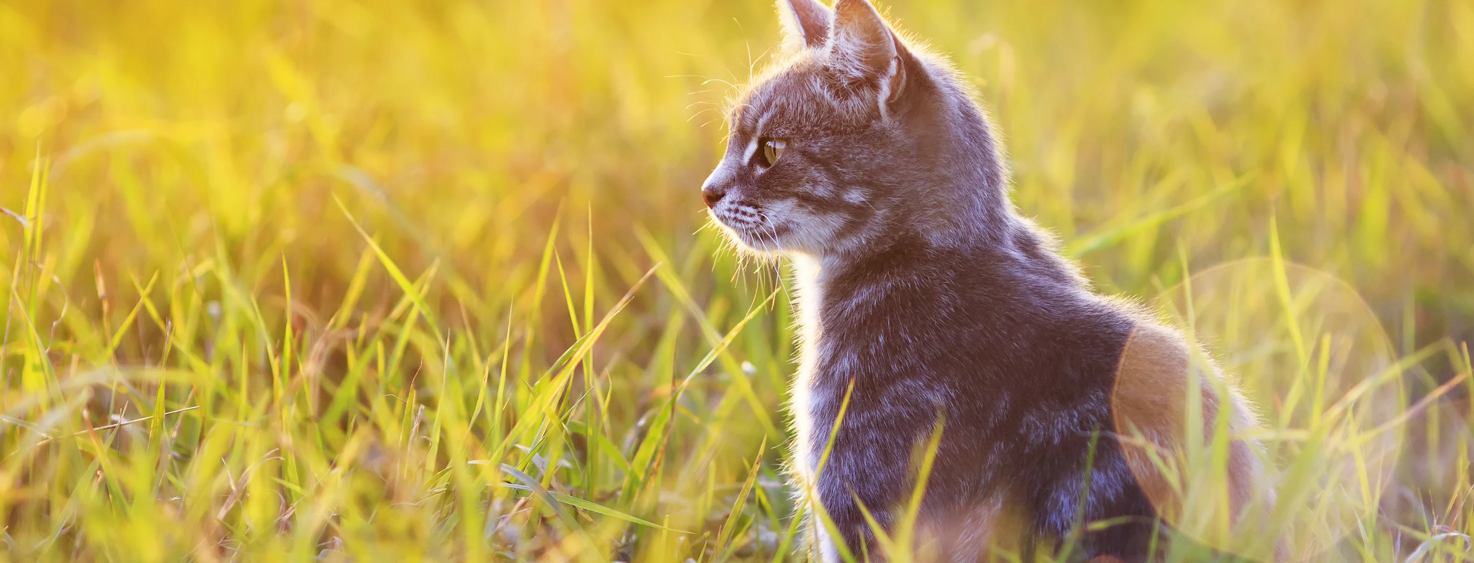 Cat sitting in grass