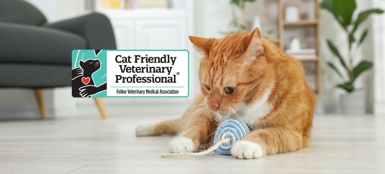 Orange Cat Playing with Blue Toy and Cat Friendly Veterinary Professional Logo