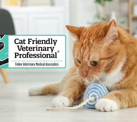 Orange Cat Playing with Blue Toy and Cat Friendly Veterinary Professional Logo Orange Cat Playing with Blue Toy and Cat Friendly Veterinary Professional Logo