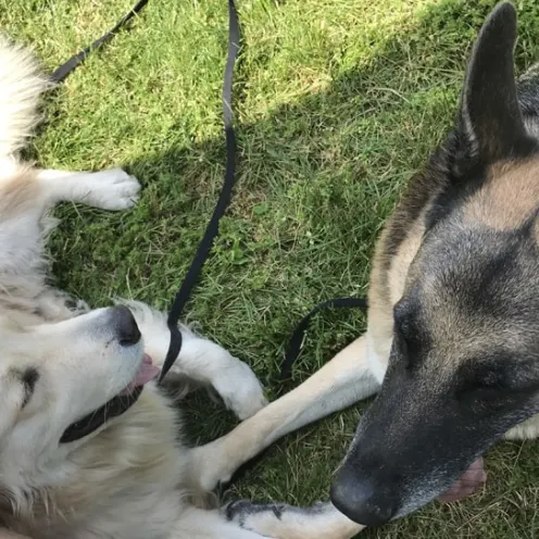 Two dogs lying down in the grass