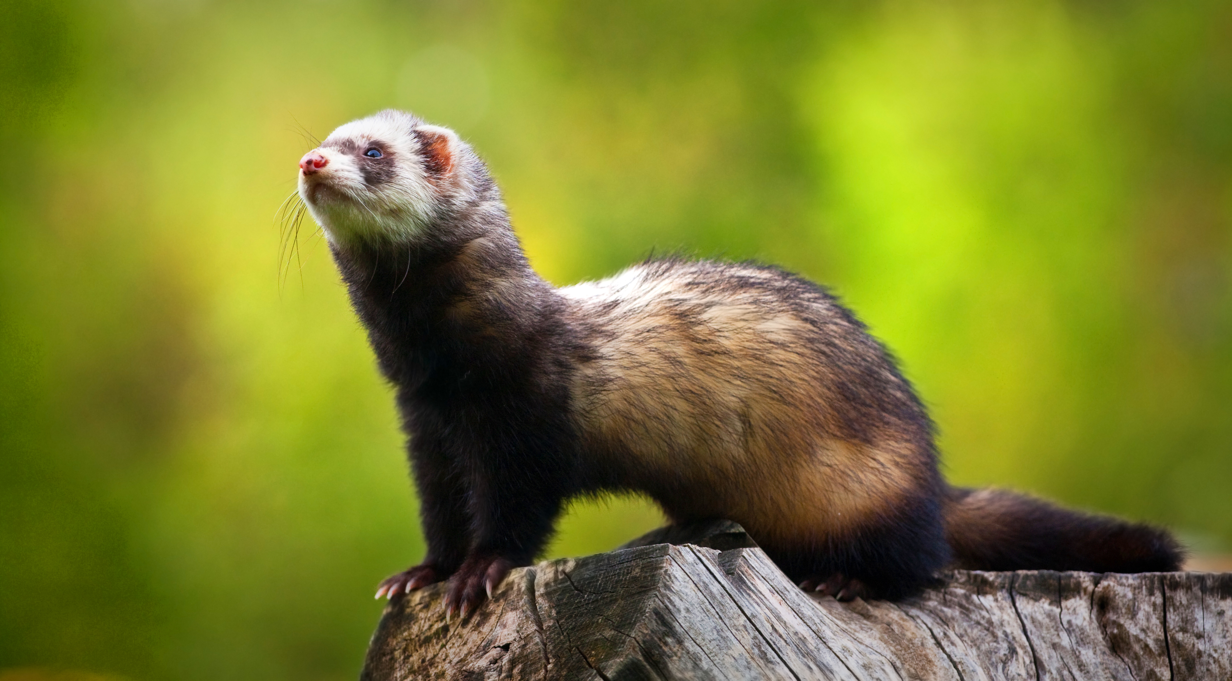 Senior ferret clearance food