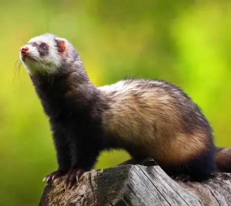 Ferret standing on wood with green background