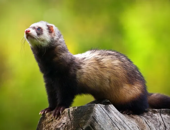 Ferret standing on wood with green background