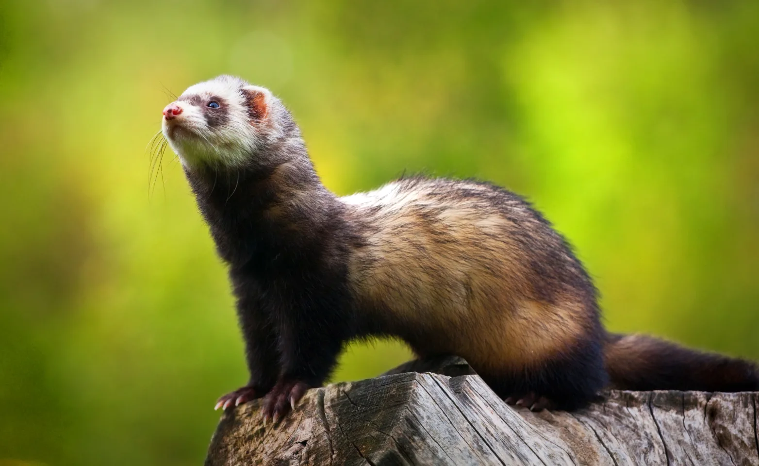 Ferret standing on wood with green background Ferret standing on wood with green background