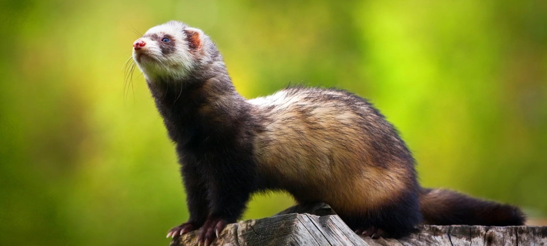 Ferret standing on wood with green background