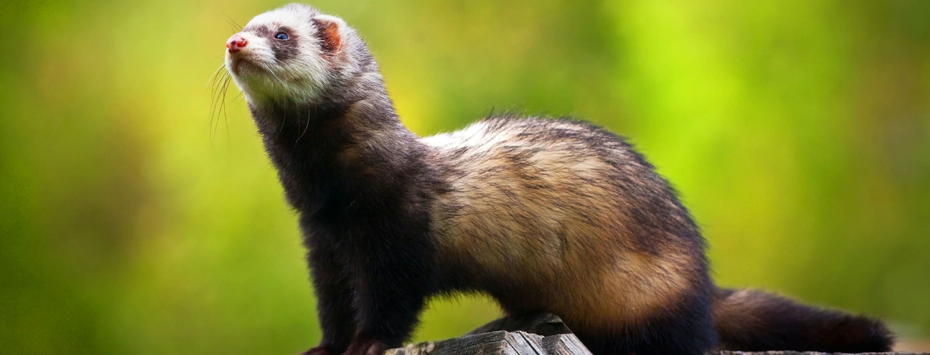 Ferret standing on wood with green background Ferret standing on wood with green background