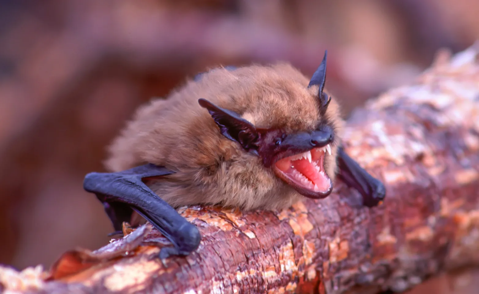 Little Brown Bat on a branch Little Brown Bat on a branch