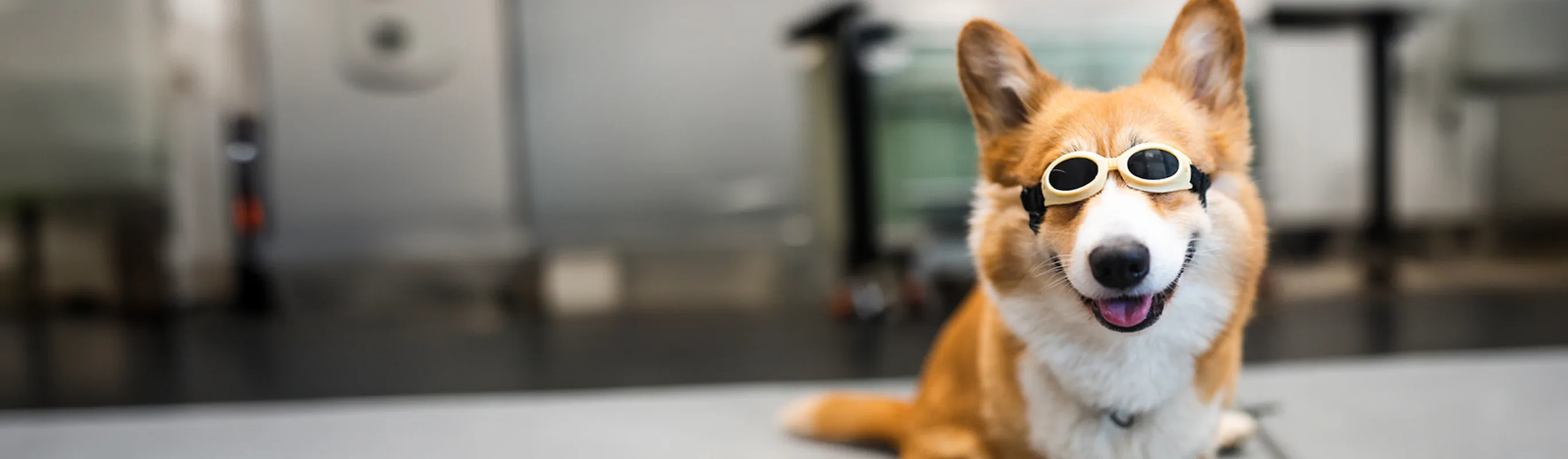 A Corgi receiving laser therapy. A Corgi receiving laser therapy.