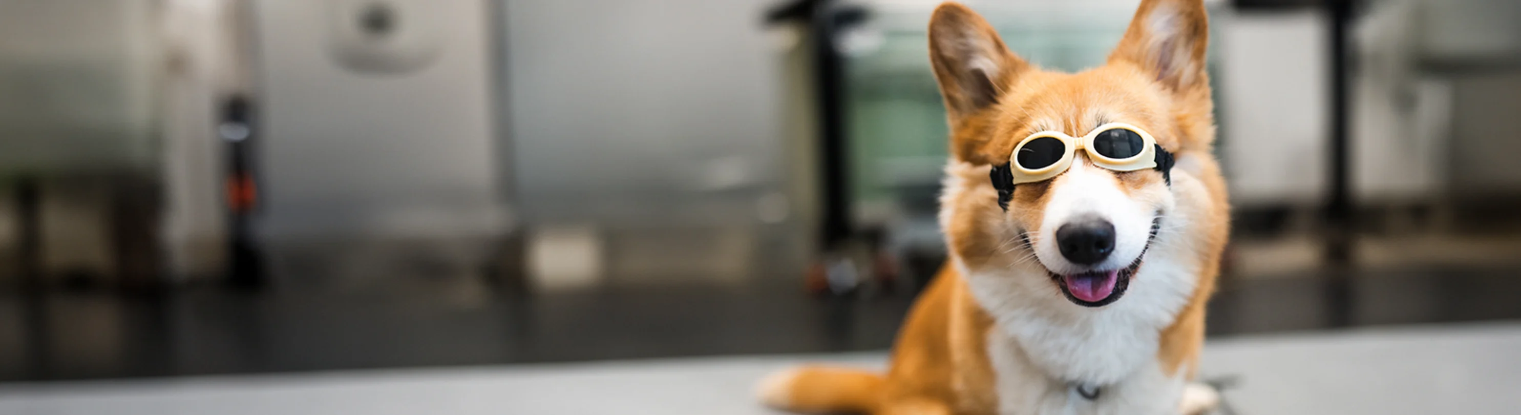 A Corgi receiving laser therapy. A Corgi receiving laser therapy.