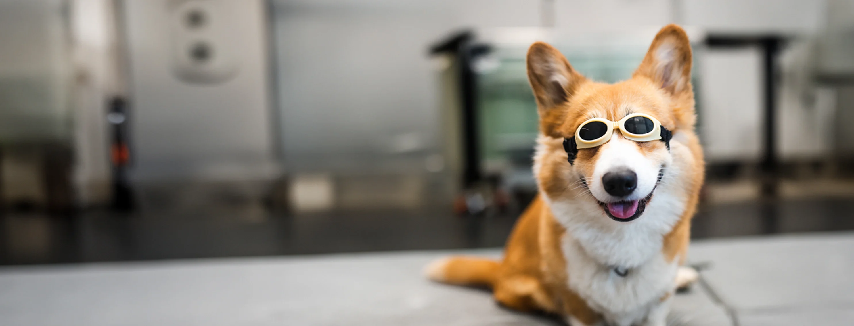 A Corgi receiving laser therapy.