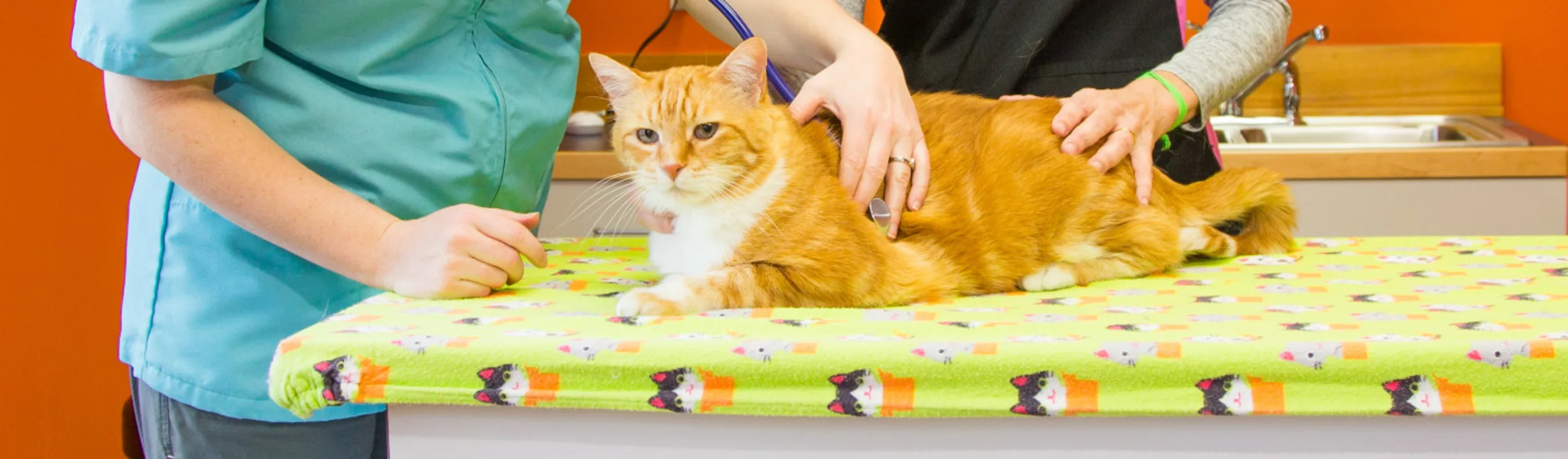 Orange cat being cared for on a yellow table in an orange room