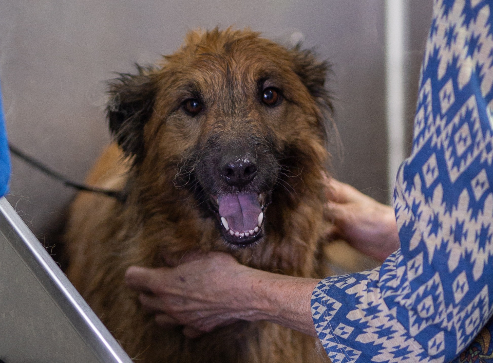 Dog being bathed at Bowhaus