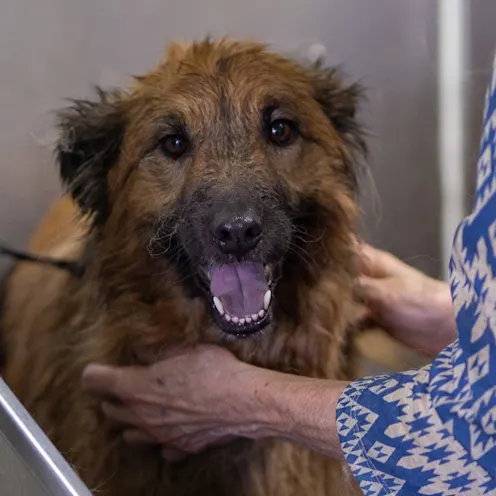 Dog being bathed at Bowhaus Dog being bathed at Bowhaus