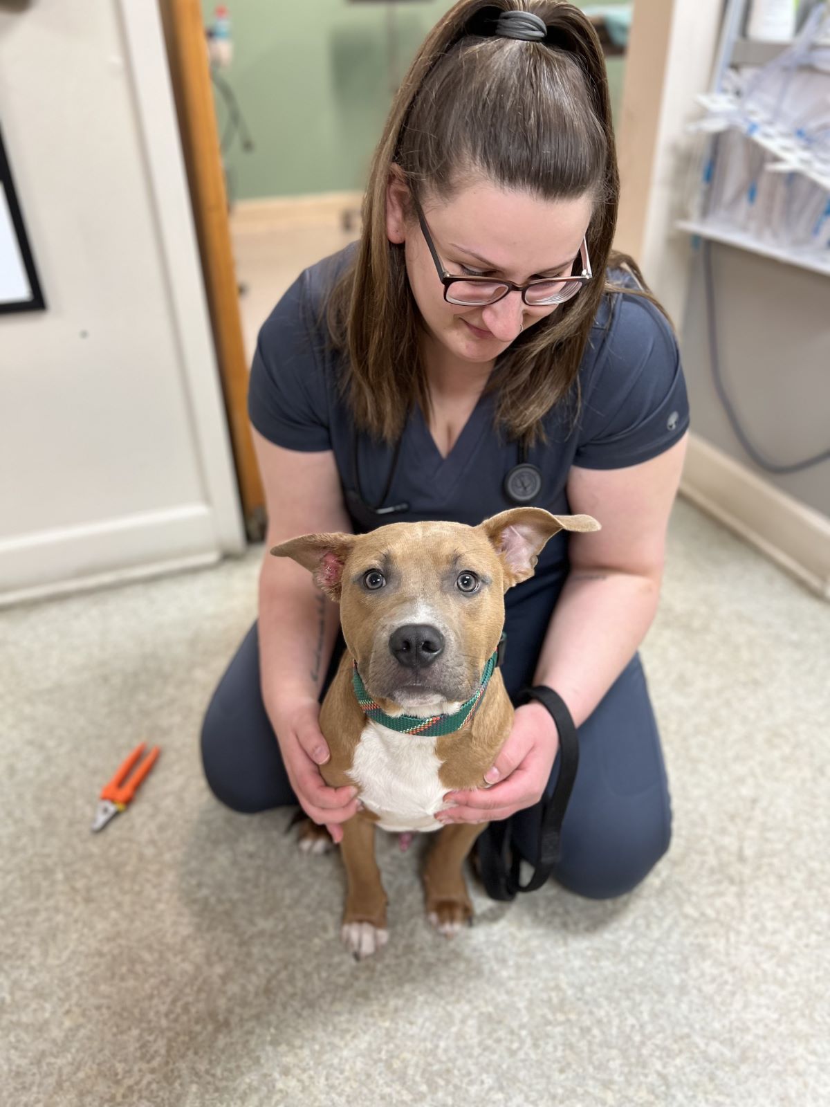 Dog Being Held by Technician