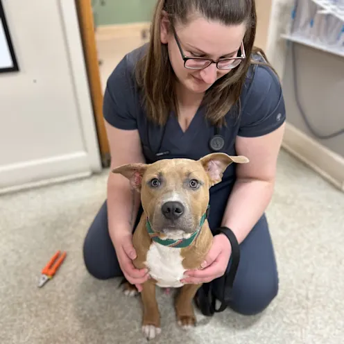 Dog Being Held by Technician Dog Being Held by Technician