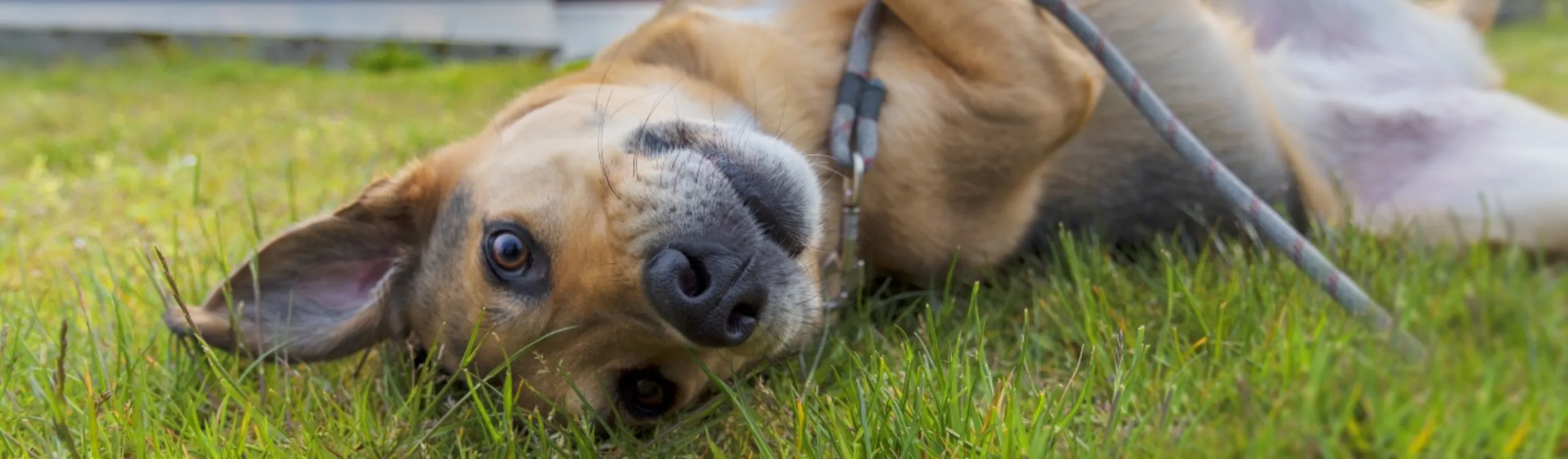 Dog laying on its back on grass field next to river