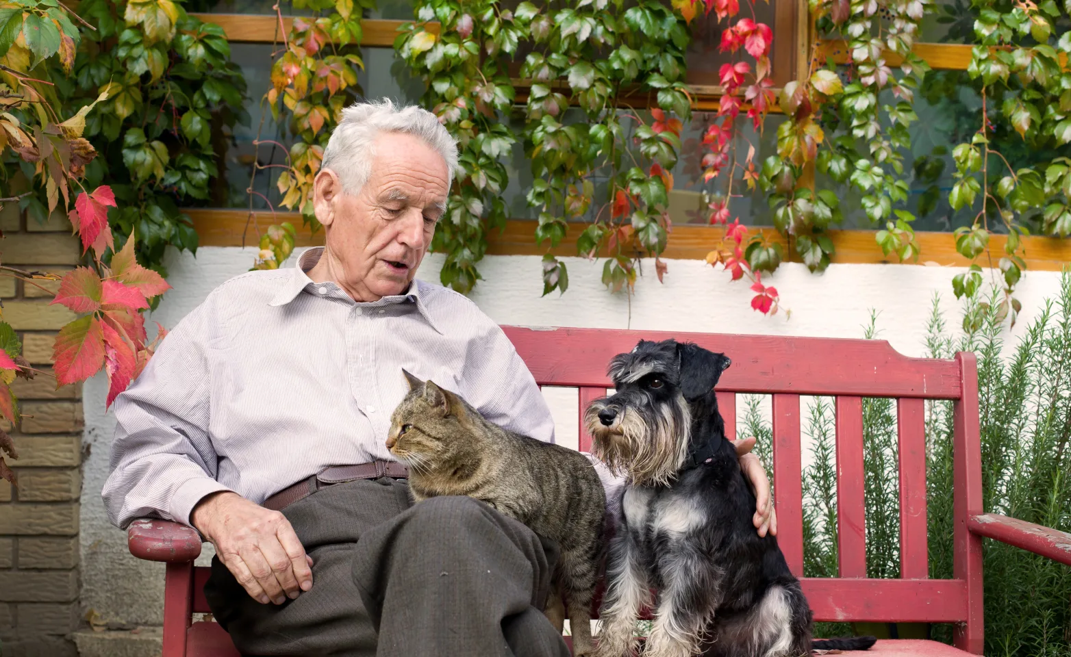 Old man on a bench petting a dog and cat