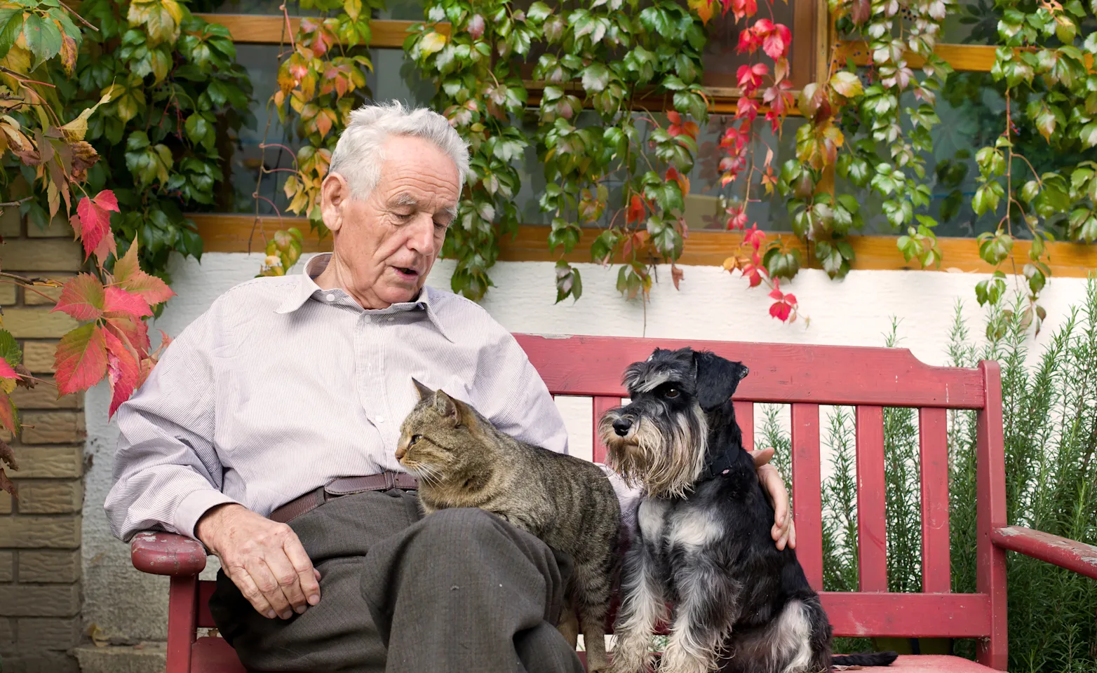 Old man on a bench petting a dog and cat