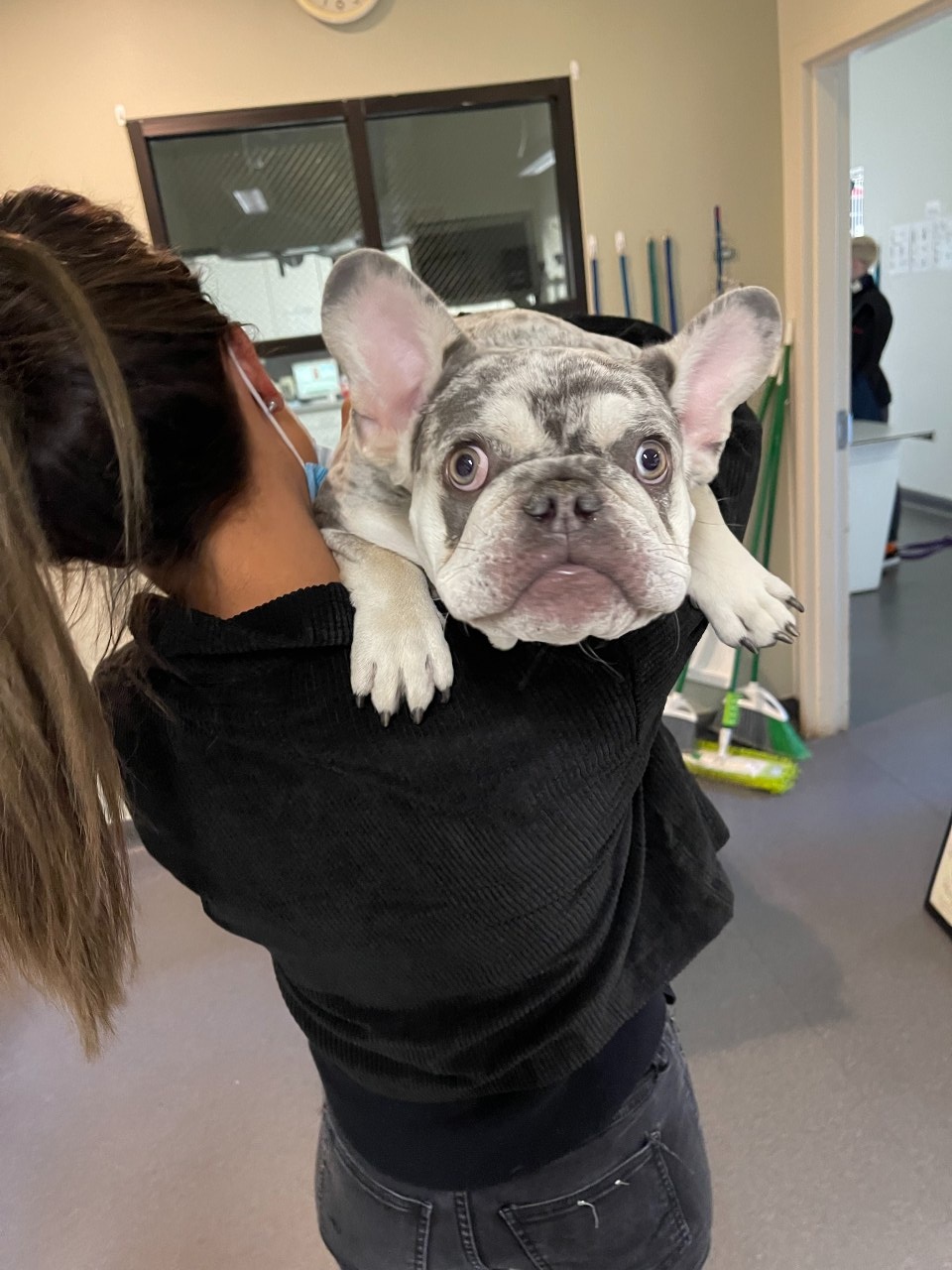 Woman carrying a Frenchie