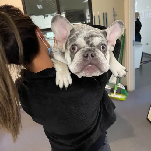 Woman carrying a Frenchie