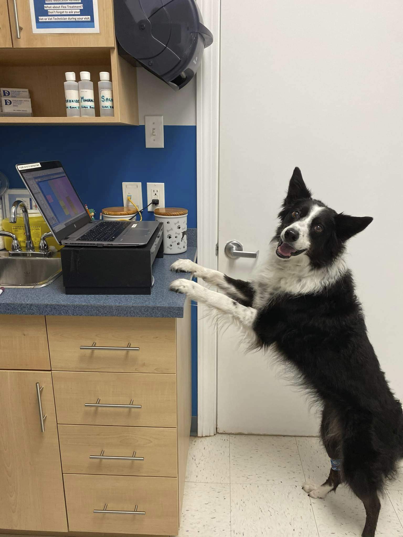 A dog in an exam room