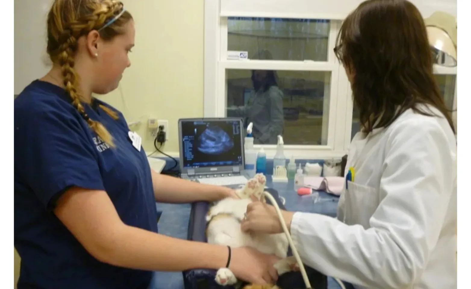 a Veterinarian and veterinarian assistant performing an ultrasound a Veterinarian and veterinarian assistant performing an ultrasound