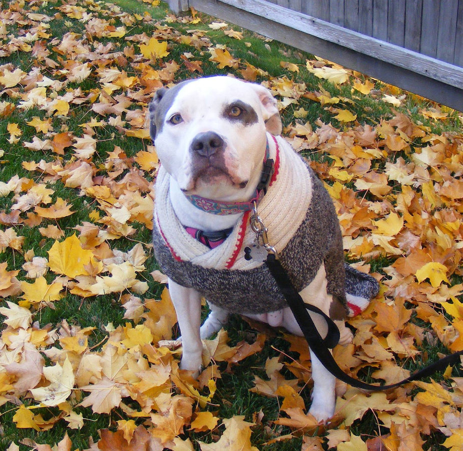 A picture of a pit bull terrier named Sophie sitting in fallen leaves 