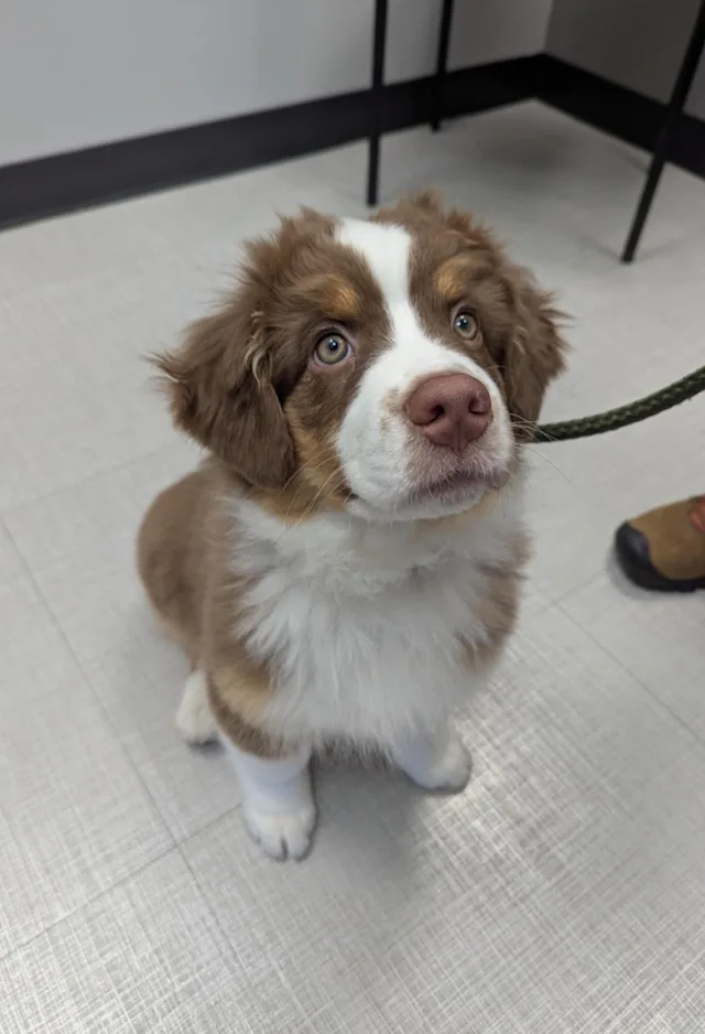 Brown and White dog sitting Brown and White dog sitting