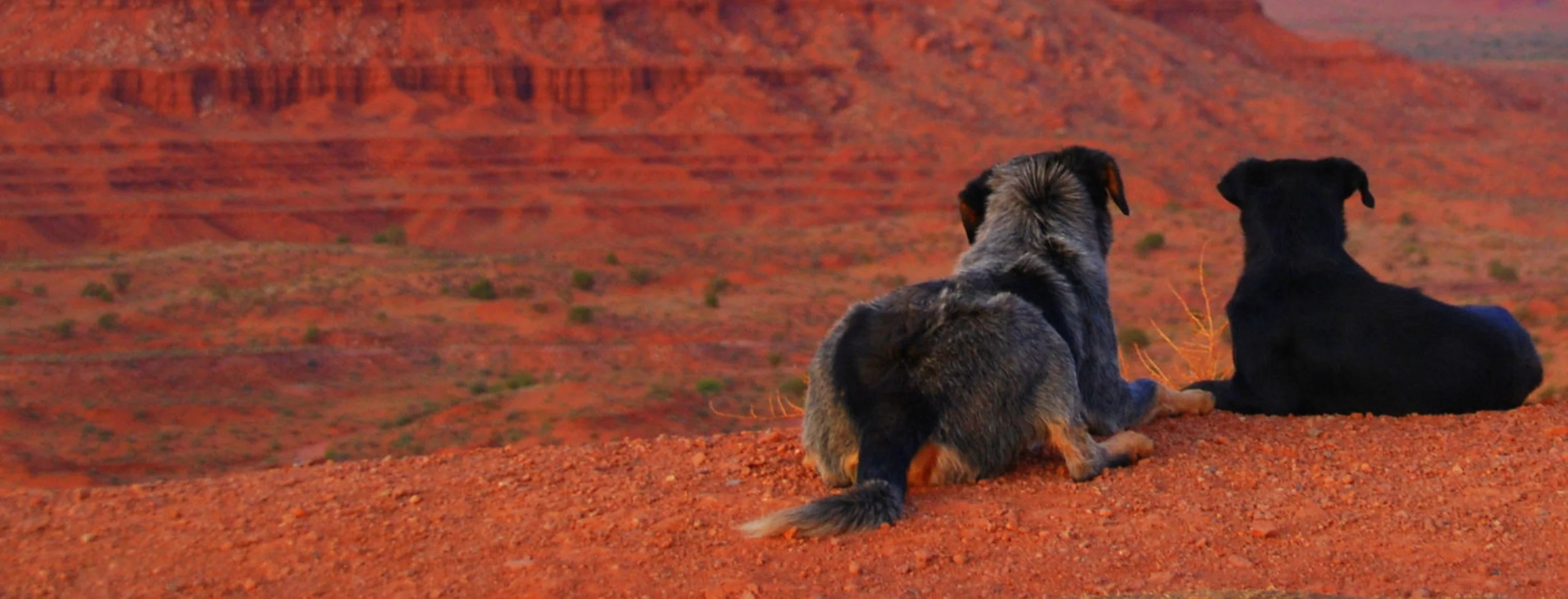 Two Dogs Sitting Together in Red Desert
