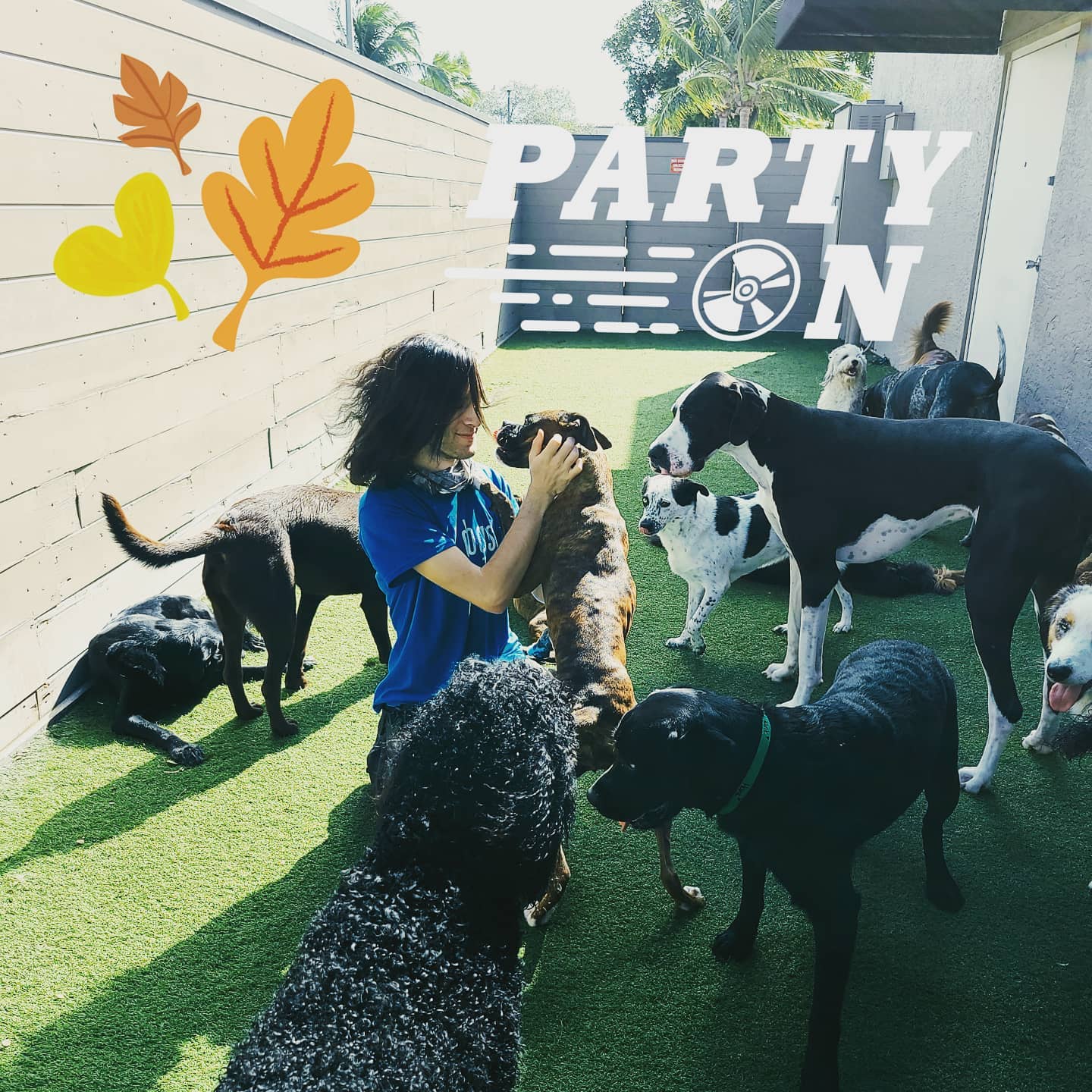 Posh Pet Staff playing with dogs 