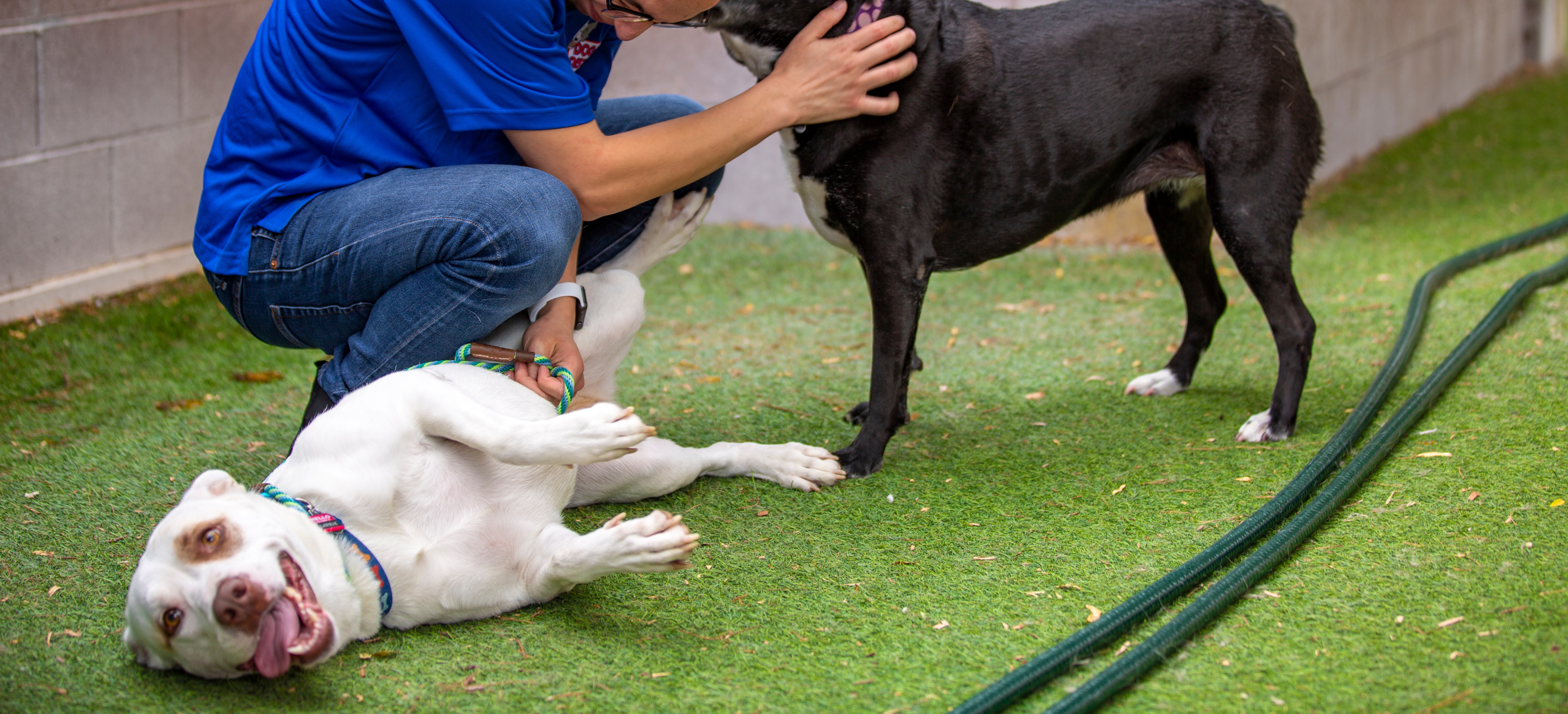 dog laying down at doggie district playground