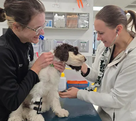 Dr. Jones and staff member examining a dog Dr. Jones and staff member examining a dog