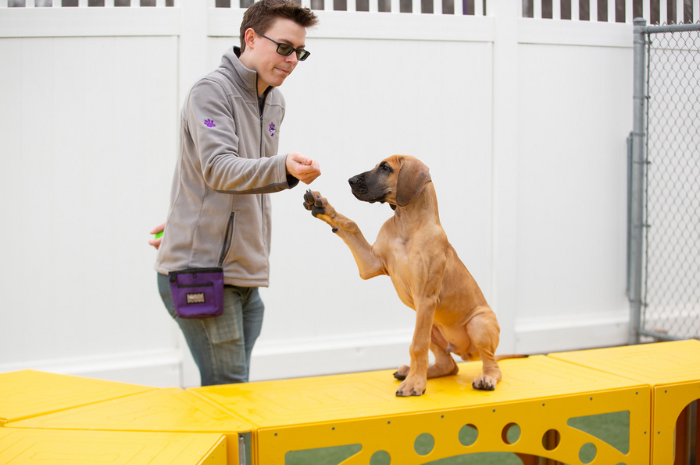 PetSuites training staff teaches a dog shake. 