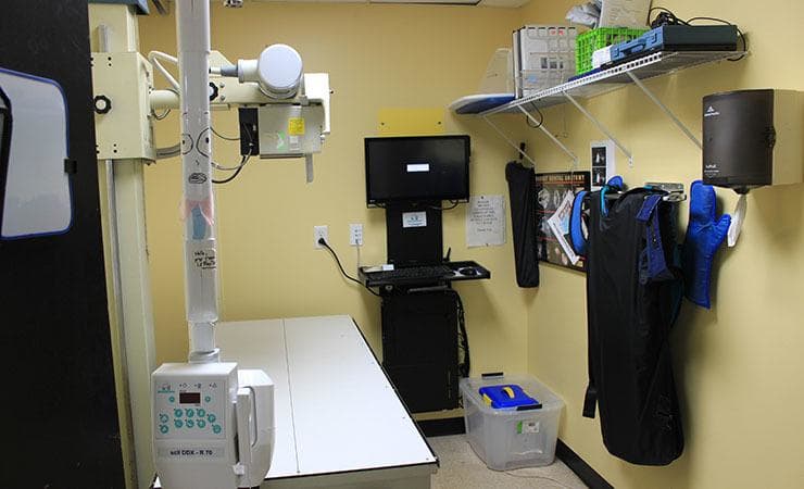 All Creatures (NY) Xray