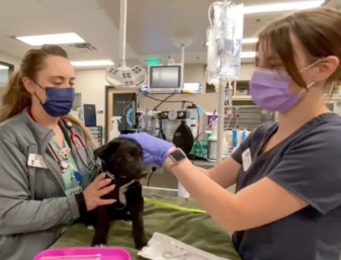 Two Veterinarians Examining a Black Puppy at SAGE Veterinary Center