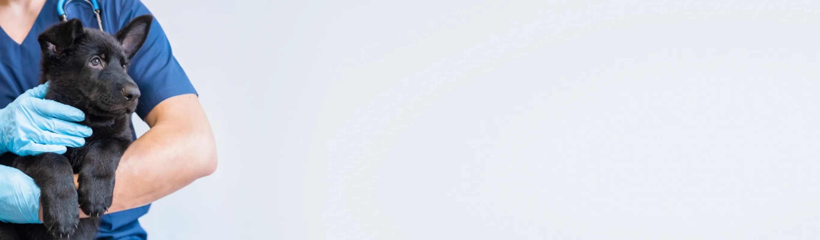 Vet Holding a Black Dog Vet Holding a Black Dog