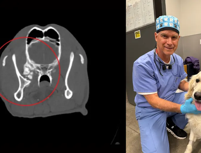 Bentley’s Big Bark Is Back Bentley’s Big Bark Is Back