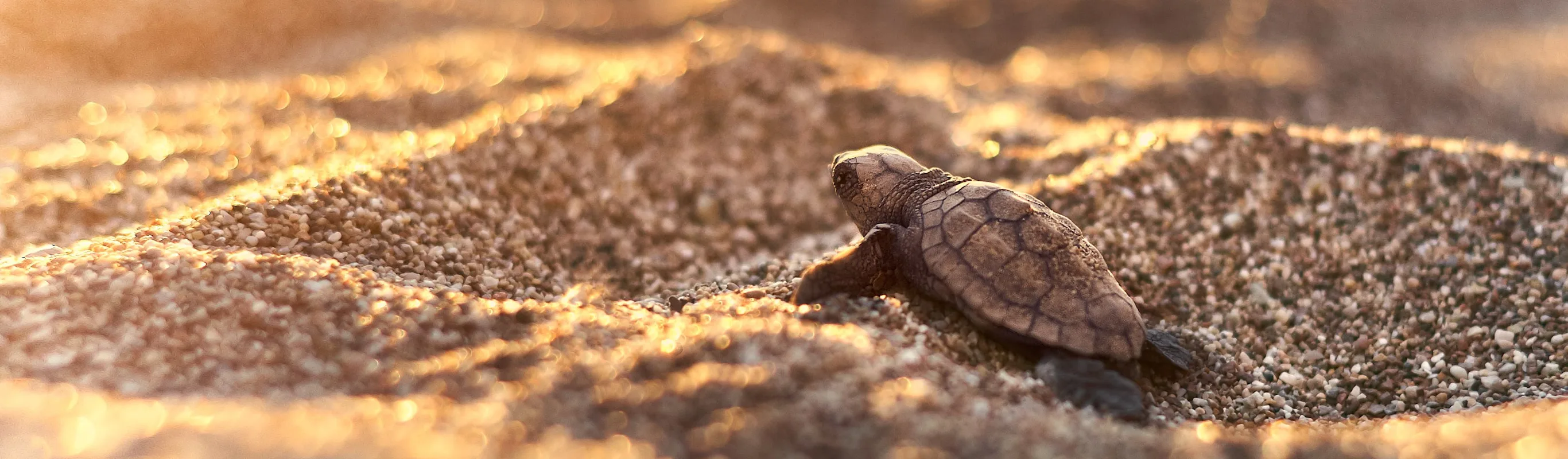 Turtle in the sand during the sunset